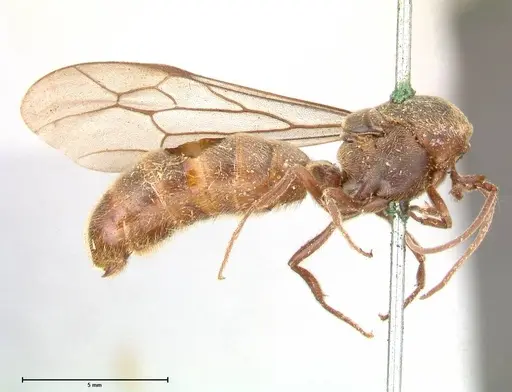 Neivamyrmex rosenbergi specimen FOCOL0592 image focol0592_4
