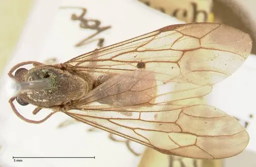 Neivamyrmex rosenbergi specimen FOCOL0593 image focol0593_1