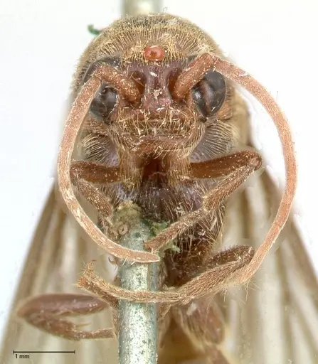 Neivamyrmex rosenbergi specimen FOCOL0593 image focol0593_2