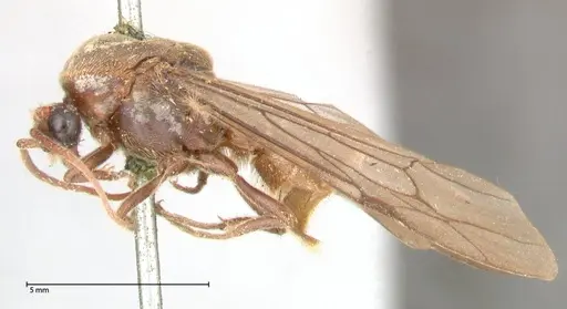 Neivamyrmex rosenbergi specimen FOCOL0593 image focol0593_3