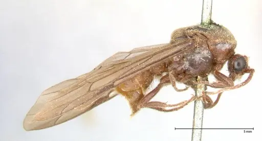 Neivamyrmex rosenbergi specimen FOCOL0593 image focol0593_4