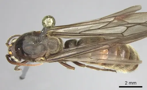 Neivamyrmex rosenbergi specimen INB0003692983 image inb0003692983_1