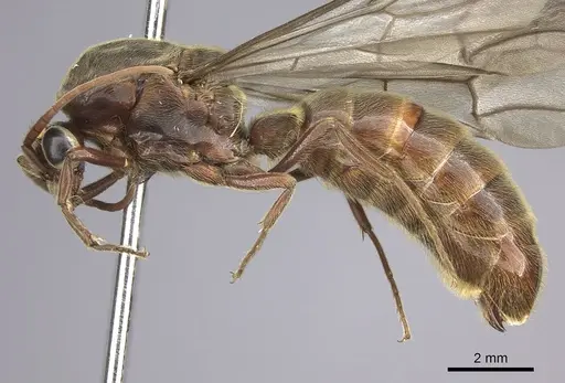 Neivamyrmex rosenbergi specimen INB0003692983 image inb0003692983_3
