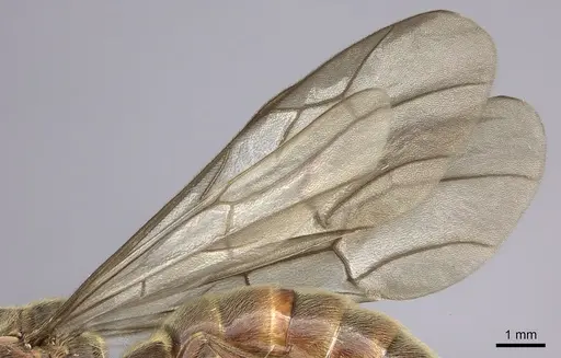 Neivamyrmex rosenbergi specimen INB0003692983 image inb0003692983_4