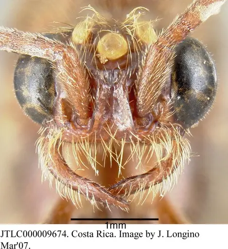 Neivamyrmex rosenbergi specimen JTLC000009674 image jtlc000009674_1