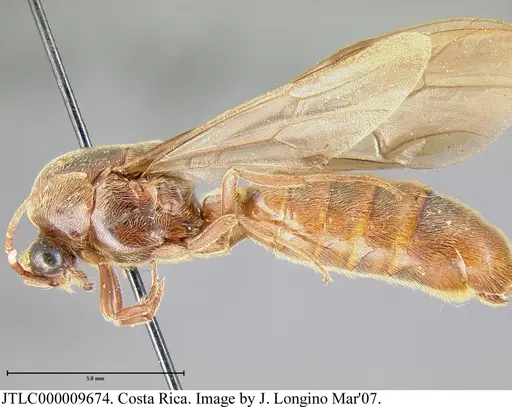 Neivamyrmex rosenbergi specimen JTLC000009674 image jtlc000009674_2