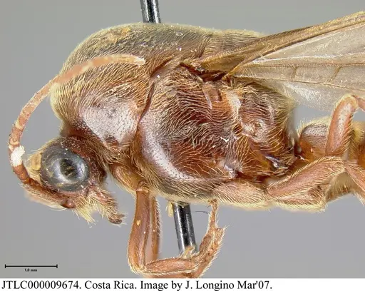 Neivamyrmex rosenbergi specimen JTLC000009674 image jtlc000009674_3