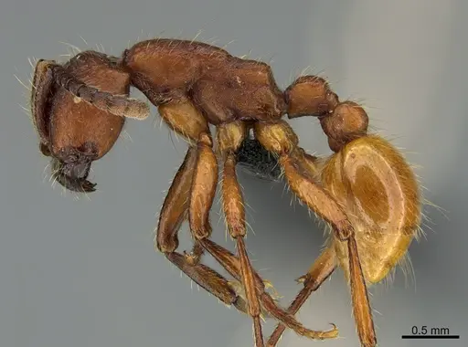 Neivamyrmex rugulosus specimen CASENT0004591 image casent0004591_1