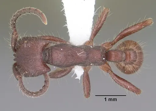 Neivamyrmex rugulosus specimen CASENT0102768 image casent0102768_1