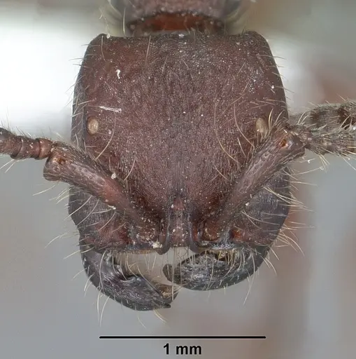 Neivamyrmex rugulosus specimen CASENT0102768 image casent0102768_2