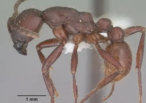Neivamyrmex rugulosus specimen CASENT0102768 image casent0102768_3