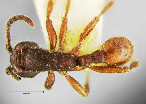 Neivamyrmex rugulosus specimen CASENT0105644 image casent0105644_1