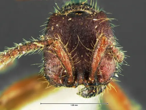 Neivamyrmex rugulosus specimen CASENT0105644 image casent0105644_2