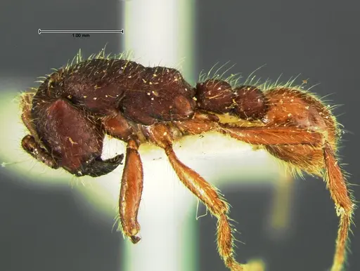 Neivamyrmex rugulosus specimen CASENT0105644 image casent0105644_3