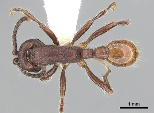 Neivamyrmex rugulosus specimen CASENT0249505 image casent0249505_1