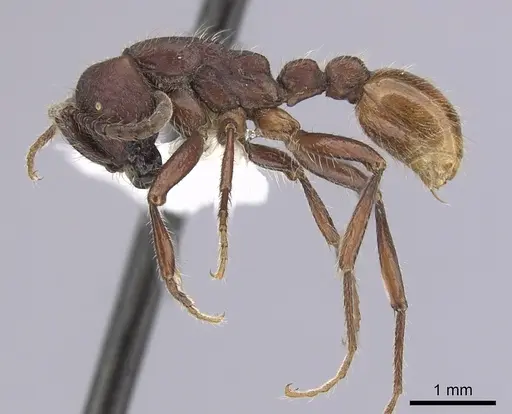 Neivamyrmex rugulosus specimen CASENT0249505 image casent0249505_3