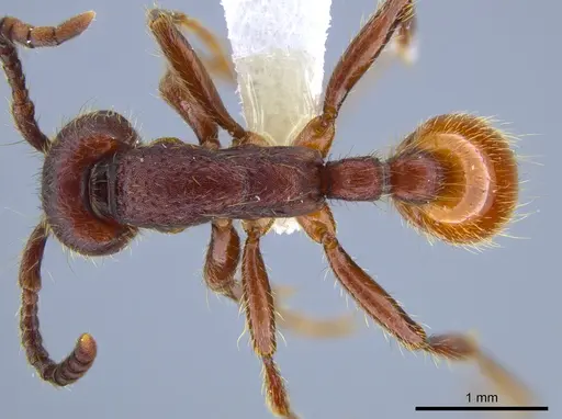Neivamyrmex rugulosus specimen CASENT0637398 image casent0637398_1
