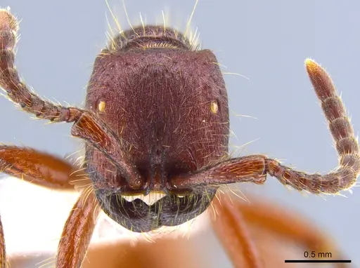 Neivamyrmex rugulosus specimen CASENT0637398 image casent0637398_2