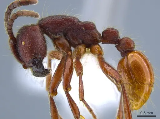 Neivamyrmex rugulosus specimen CASENT0637398 image casent0637398_3