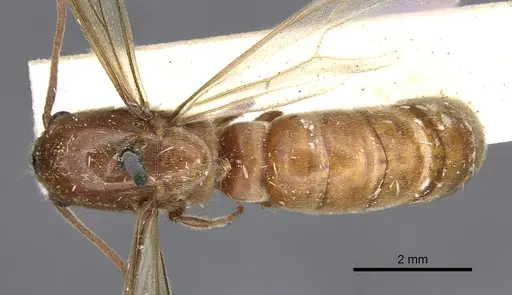 Neivamyrmex shuckardi specimen CASENT0902306 image casent0902306_1
