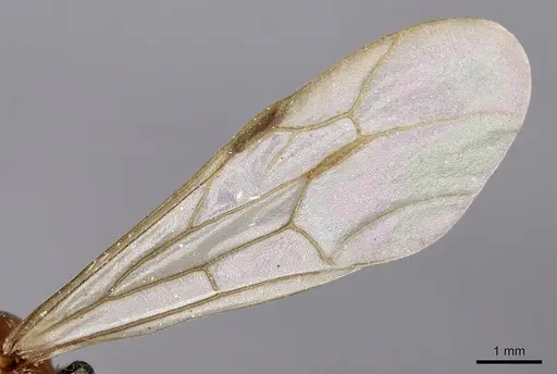 Neivamyrmex shuckardi specimen CASENT0902306 image casent0902306_4