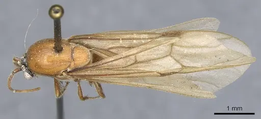 Neivamyrmex shuckardi specimen CASENT0903746 image casent0903746_1