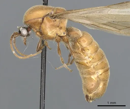 Neivamyrmex shuckardi specimen CASENT0903746 image casent0903746_3