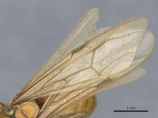Neivamyrmex shuckardi specimen CASENT0903746 image casent0903746_4