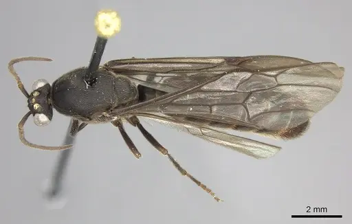 Neivamyrmex spatulatus specimen INB0003692993 image inb0003692993_1