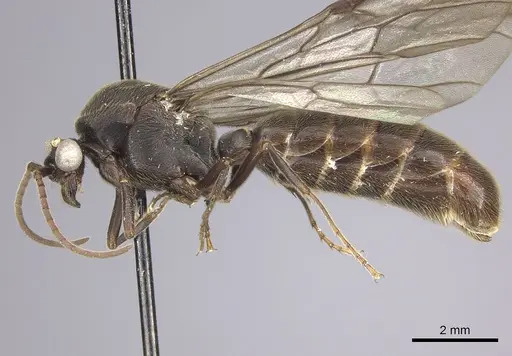 Neivamyrmex spatulatus specimen INB0003692993 image inb0003692993_3