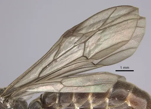 Neivamyrmex spatulatus specimen INB0003692993 image inb0003692993_4