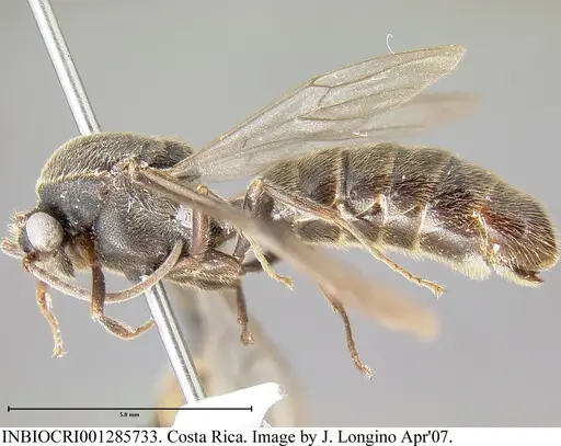 Neivamyrmex spatulatus specimen INBIOCRI001285733 image inbiocri001285733_2