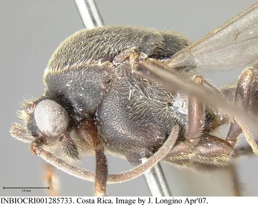 Neivamyrmex spatulatus specimen INBIOCRI001285733 image inbiocri001285733_3