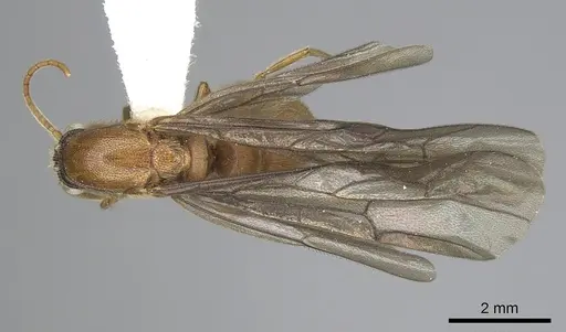Neivamyrmex spoliator specimen CASENT0249506 image casent0249506_1