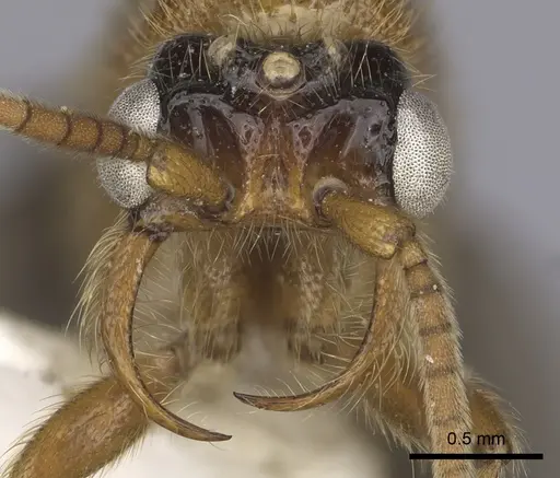 Neivamyrmex spoliator specimen CASENT0249506 image casent0249506_2