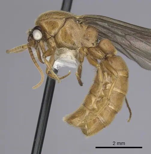 Neivamyrmex spoliator specimen CASENT0249506 image casent0249506_3