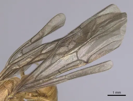 Neivamyrmex spoliator specimen CASENT0249506 image casent0249506_4