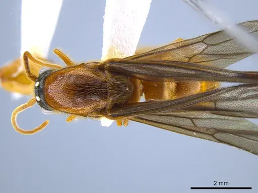Neivamyrmex spoliator specimen CASENT0632204 image casent0632204_1