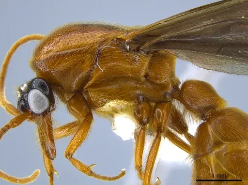Neivamyrmex spoliator specimen CASENT0632204 image casent0632204_4