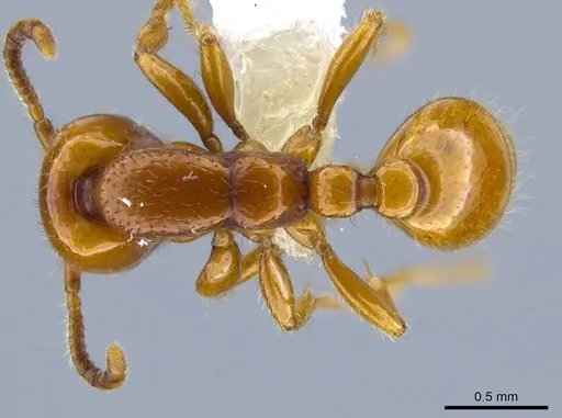 Neivamyrmex spoliator specimen CASENT0644459 image casent0644459_1
