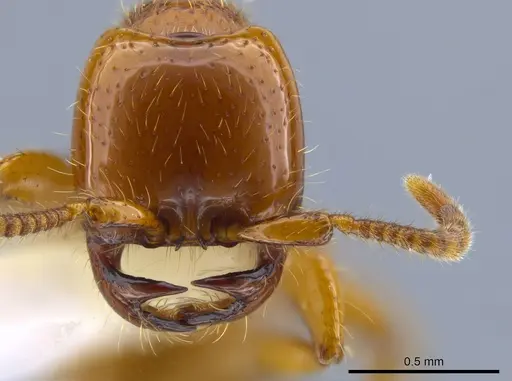 Neivamyrmex spoliator specimen CASENT0644459 image casent0644459_2