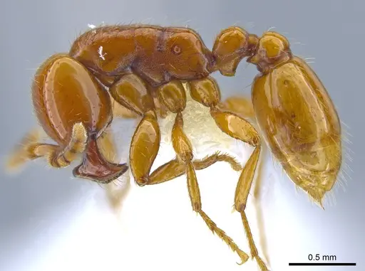 Neivamyrmex spoliator specimen CASENT0644459 image casent0644459_3