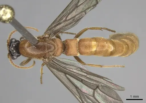Neivamyrmex spoliator specimen INB0003619508 image inb0003619508_1