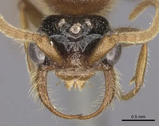 Neivamyrmex spoliator specimen INB0003619508 image inb0003619508_2