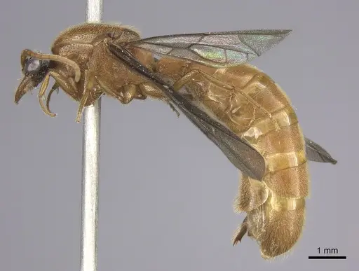 Neivamyrmex spoliator specimen INB0003619508 image inb0003619508_3