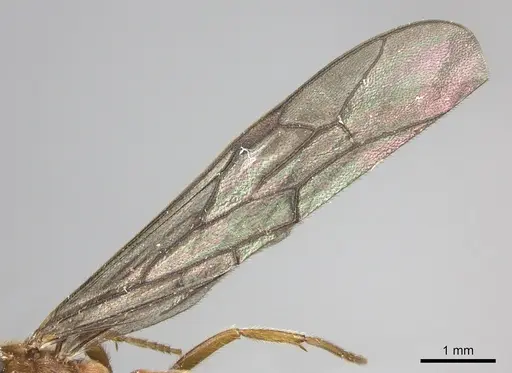Neivamyrmex spoliator specimen INB0003619508 image inb0003619508_4
