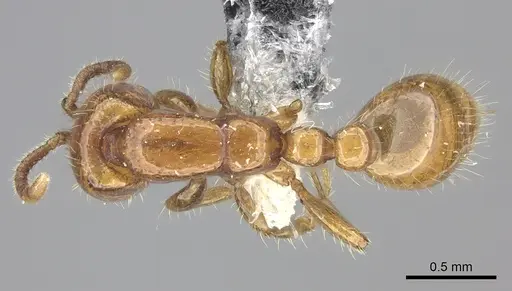 Neivamyrmex spoliator specimen JTLC000006511 image jtlc000006511_1