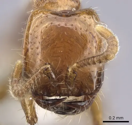 Neivamyrmex spoliator specimen JTLC000006511 image jtlc000006511_2
