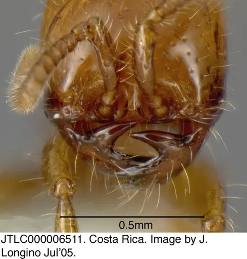 Neivamyrmex spoliator specimen JTLC000006511 image jtlc000006511_3