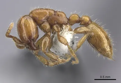 Neivamyrmex spoliator specimen JTLC000006511 image jtlc000006511_4